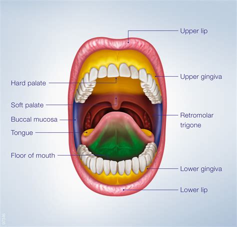 Exploring the Meanings of Oral Cavities in Oneiric Decipherment