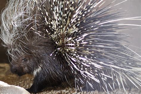 Exploring the Mystical Beliefs and Folklore Surrounding Porcupines