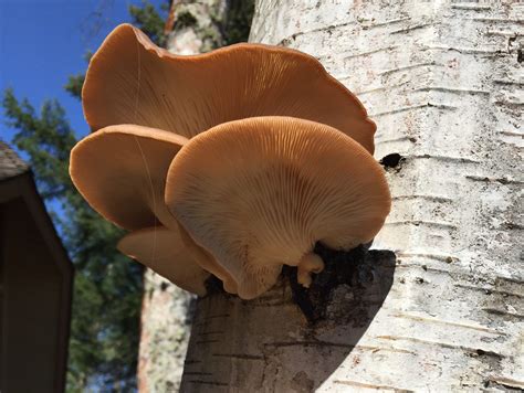 Exploring the Mystical Uses and Folklore Surrounding Birch Fungus