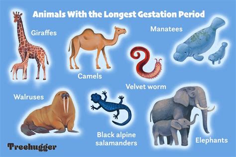 Exploring the Physiology of Animal Gestation