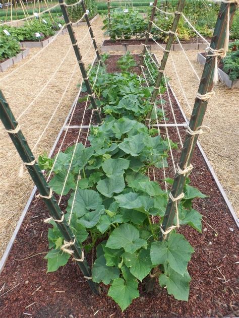 Exploring the Pleasurable Experience of Cultivating and Indulging in Crisp Garden Cukes