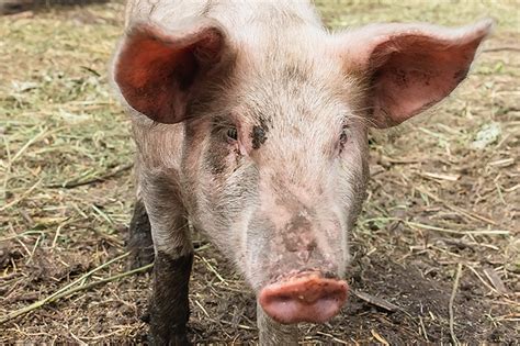 Exploring the Potential: Can Pig's Dreaming Aid in Human Therapy?