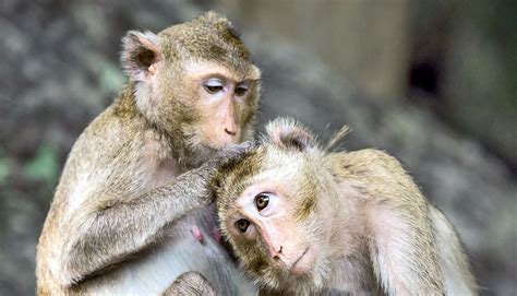 Exploring the Potential Influence of Real-life Interactions with Monkeys on Dreaming