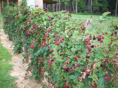 Exploring the Potential Spiritual Meanings Associated with the Presence of Blackberries on a Shrub in the Summer Season