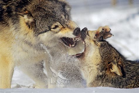 Exploring the Practical Applications of Studying the Dreaming Behavior of Canis Lupus