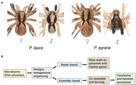 Exploring the Preferred Environments of Polychromatic Arachnids