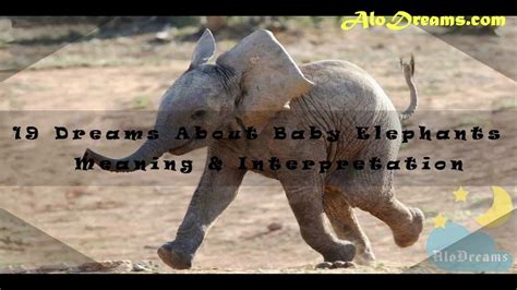 Exploring the Profound Meanings of Dreaming about a Baby Elephant