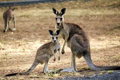 Exploring the Profound Significance of Spotting a Kangaroo in One's Dream