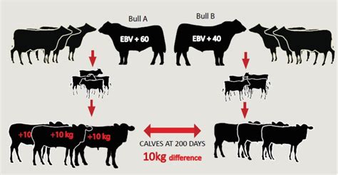 Exploring the Profound Significance of the Bohvis and Veal Progeny Bond