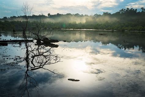 Exploring the Profound Symbolism of Dreaming about a Mire in a Watercourse