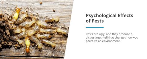 Exploring the Psychological Effects of Hair Pests on Young Minds