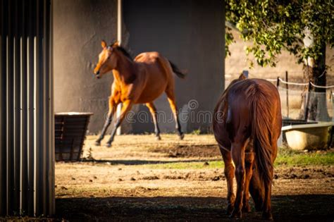 Exploring the Psychological Interpretation of Dreams with Tiny Equine Companions