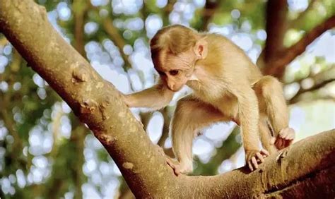 Exploring the Psychological Significance of Dreaming About a Tiny Primate