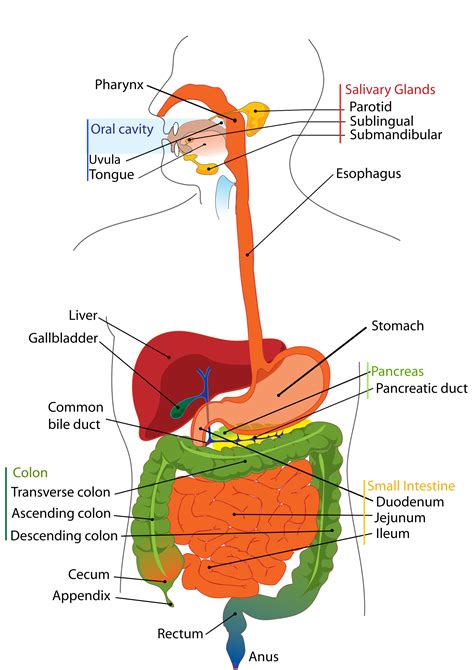 Exploring the Psychological Significance of Dreams Involving Digestive Functions