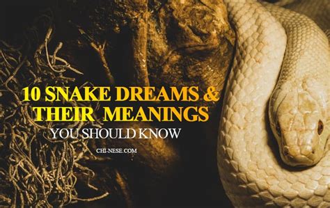 Exploring the Psychological Significance of Snake Dreams for Women