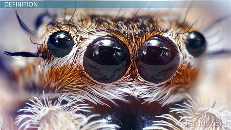 Exploring the Psychological Significance of a Large Dark Arachnid Vision