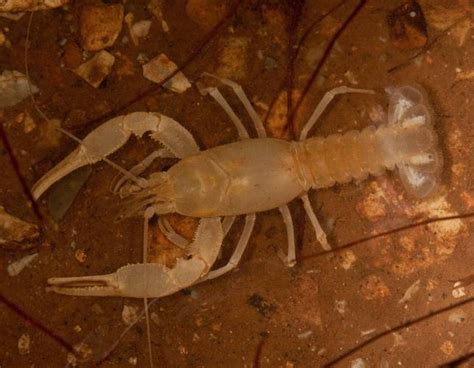 Exploring the Relationship Between Crayfish and Emotional State