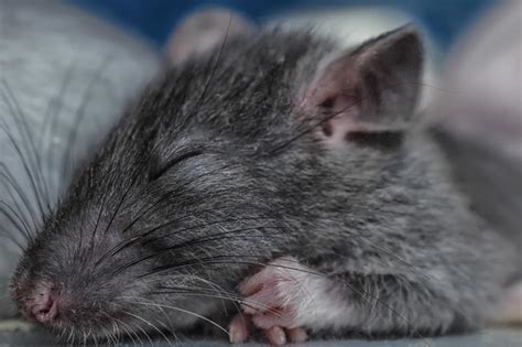 Exploring the Relationship Between Pet Rats in Dreams and Personal Discovery