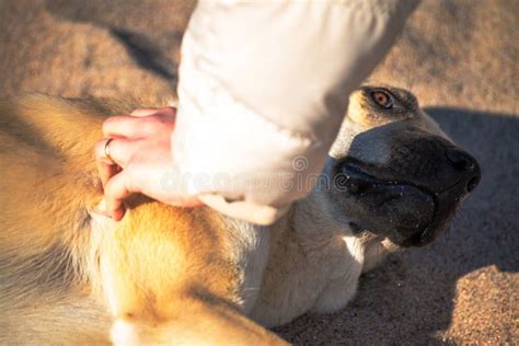 Exploring the Role of Canine Dreams in Enhancing Matrimonial Bonds