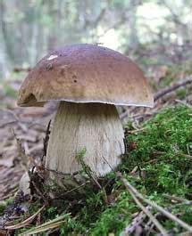 Exploring the Role of Porcini Mushrooms in Fostering Nature Appreciation and Conservation