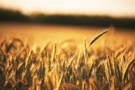 Exploring the Role of Sunlight in Dreams Filled with Abundant Wheat