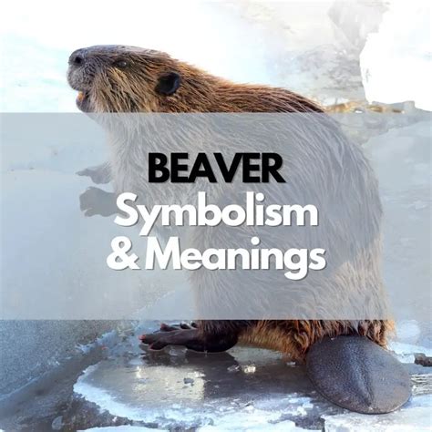 Exploring the Significance of Beaver Symbolism in Various Cultures