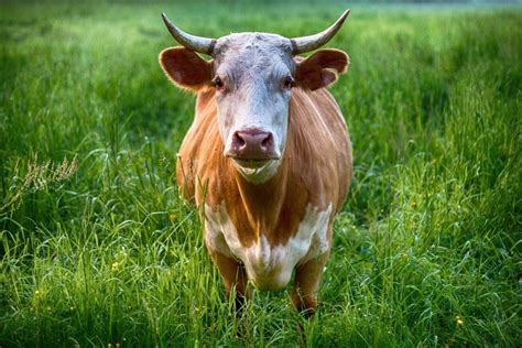 Exploring the Significance of Bovine Creatures in Dream Interpretation