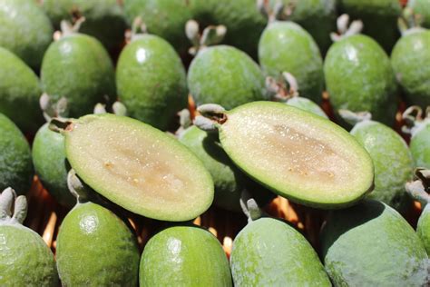 Exploring the Significance of Dreams Related to the Feijoa Fruit in the Lives of Married Women