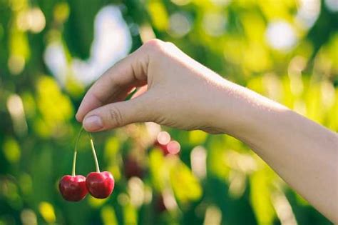 Exploring the Significance of Eating or Picking Cherries in Dreams