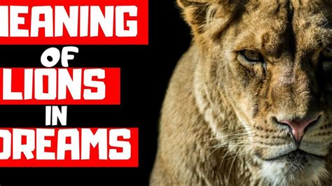 Exploring the Significance of Examining Lion Dreams for Conservation Initiatives