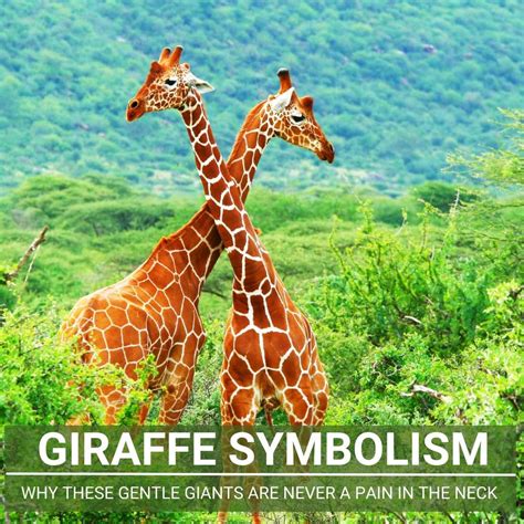 Exploring the Significance of Giraffes in African Culture and Symbolism