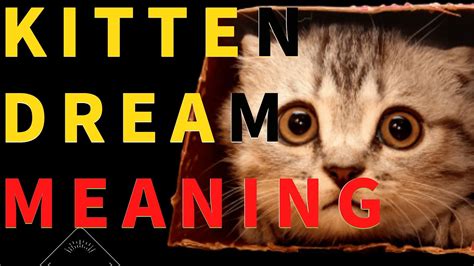 Exploring the Significance of Kittens in Dream Interpretation
