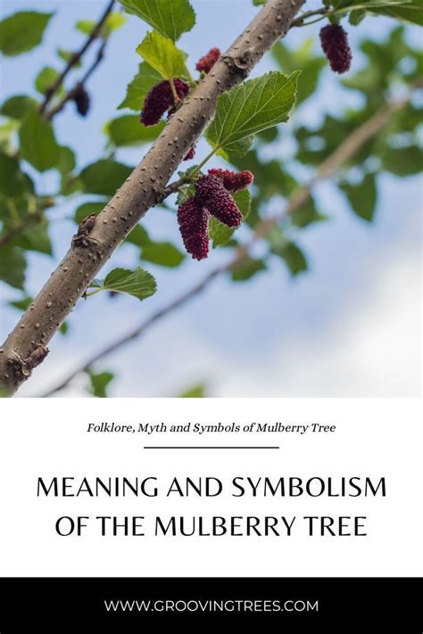 Exploring the Significance of Mulberry Trees in Dream Analysis