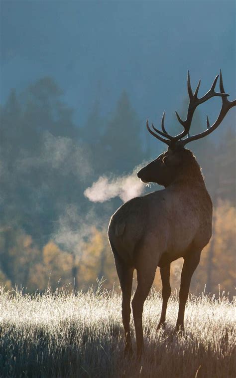 Exploring the Significance of a Dark-Colored Elk in Personal Development and Inner Transformation