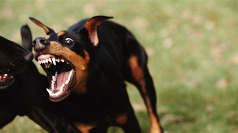 Exploring the Significance of a Ferocious Dog