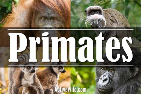 Exploring the Significance of a Tender Primate