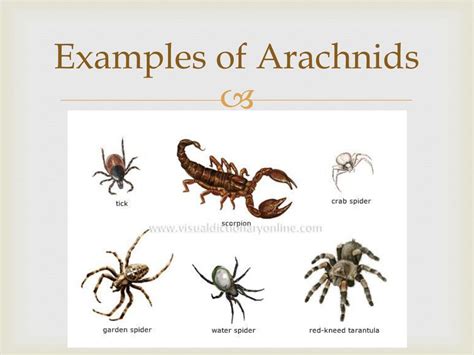 Exploring the Significance of an Inert Arachnid