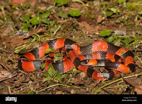 Exploring the Significance of an Orange Serpent from the Continent of South America in a Visionscape