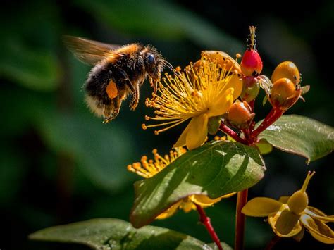 Exploring the Significance of the Bumblebee in Dreams and Personal Development