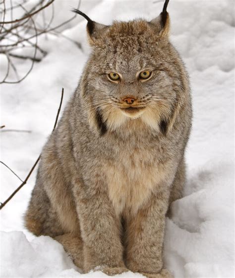 Exploring the Significance of the Woman's Connection with the Elusive Lynx