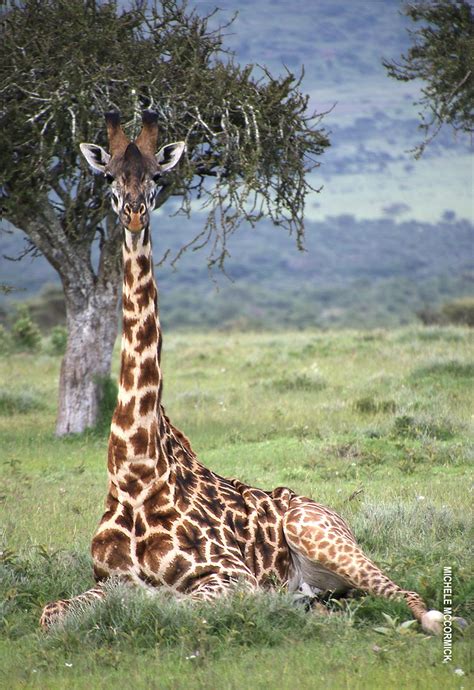 Exploring the Sleeping Habits of Giraffes