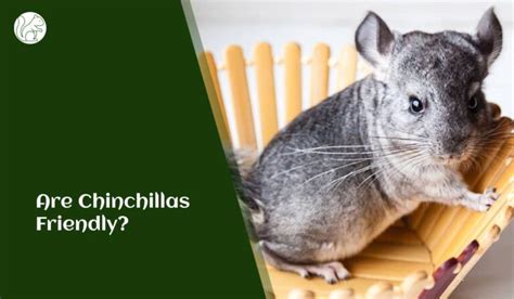 Exploring the Social Dynamics of Chinchillas: Insights into Their Emotional Lives