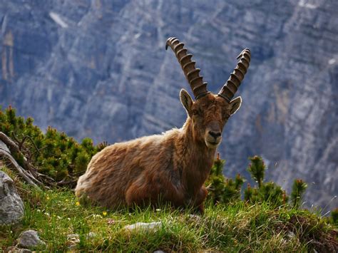 Exploring the Spiritual Significance of Alpine Ibexes