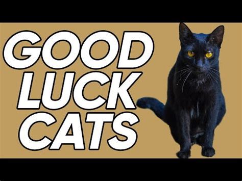 Exploring the Superstitious Beliefs Associated with Feline Creatures