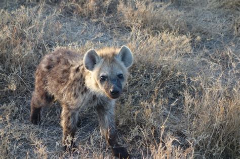 Exploring the Symbolic Connections between the Hyena and the Woman's Personal Life