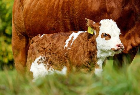 Exploring the Symbolic Meaning of Dreaming about a Calf