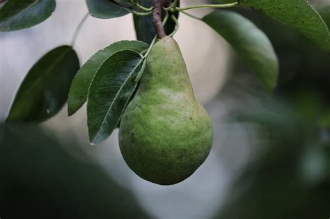 Exploring the Symbolic Meaning of Pears in the Analysis of Dreams