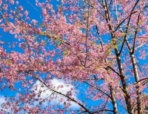 Exploring the Symbolic Significance Behind Cherry Blossoms in Dreams