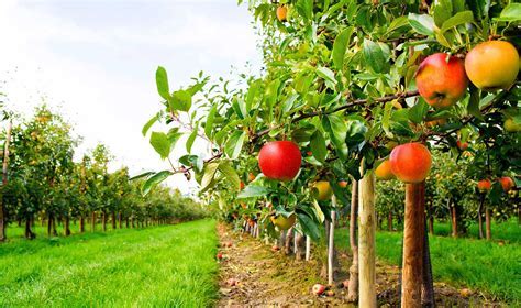 Exploring the Symbolic Significance of Orchard Trees within Dreams