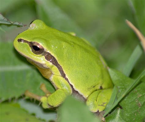 Exploring the Symbolic Significance of a Majestic Amphibian in Your Sleeping Reverie